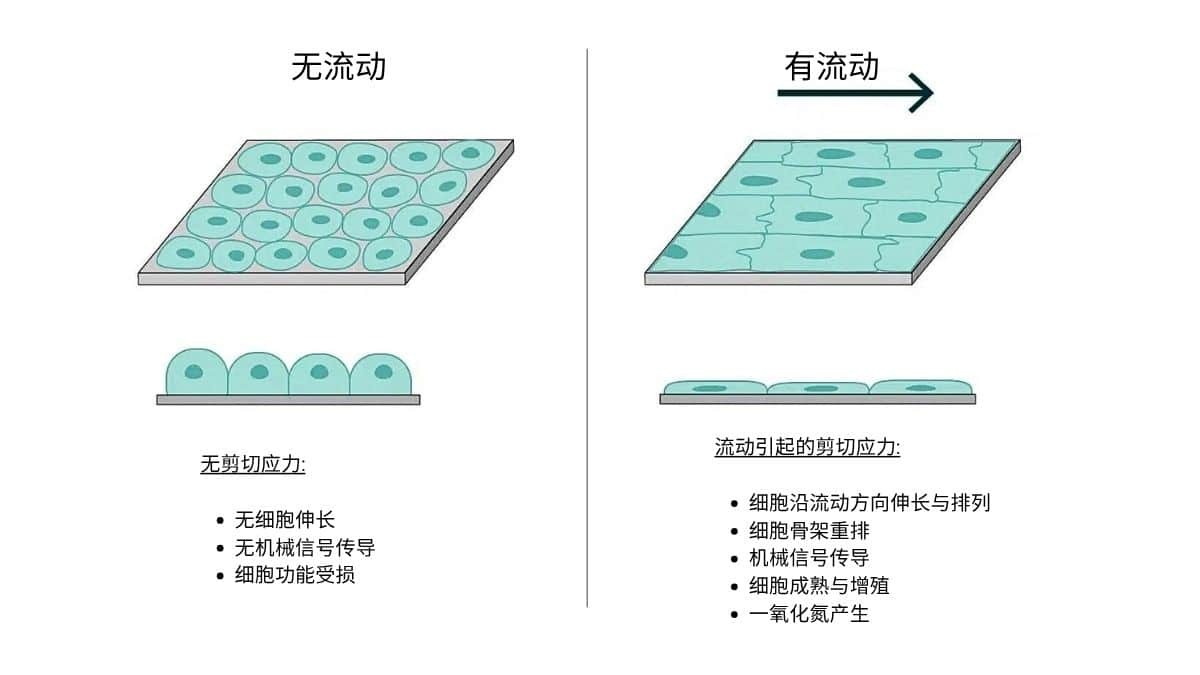1775121962136088.jpg imgi_3_cn-in-vivo-fluid-shear-stress.jpg